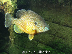 Pumpkinseed Sunfish by David Gilchrist 